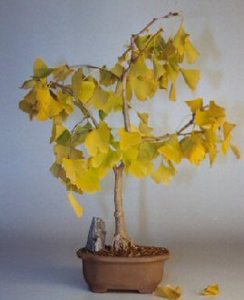 unknown Ginkgo Bonsai Tree<br><i>(ginkgo Biloba)</i>