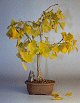 Ginkgo (Ginkgo Biloba)