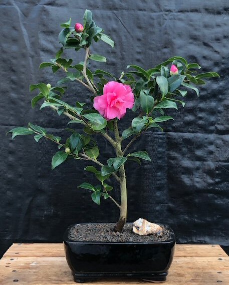 Camellia Bonsai Tree(Camellia japonica) Image