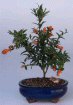 Dwarf Pomegranate - Small (Punica Granatum (nana)