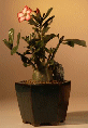 Desert Rose - Large (Adenium Obesum)