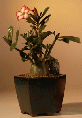 Desert Rose - Large
                                    (Adenium Obesum)