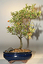 Dwarf Pomegranate - Large (Punica Granatum ônanaö)