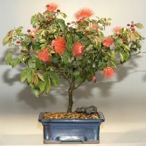 Dwarf Powder Puff - Large (Calliandra Haematoccphala)