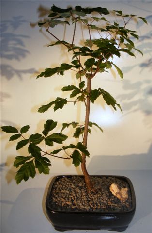Paperbark Maple Bonsai Tree (acer griseum) Image