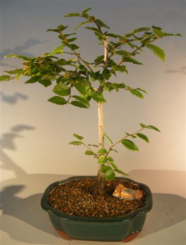 Korean Hornbeam Bonsai Tree (carpinus coreana) Image