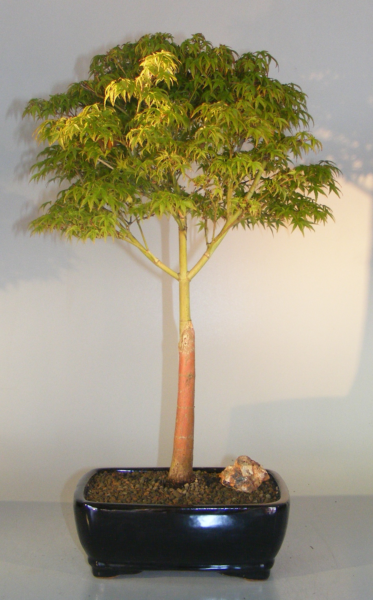 Dwarf Japanese Maple Bonsai Tree (acer palmatum 'Capercis Dwarf') Image