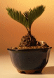 Sago Palm-Exotic (Small) (Cycas Revoluta)
