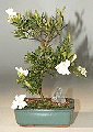 Gardenia (Large) (Jasminoides 