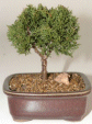 Shimpaku (juniperus
                                    chinensis)