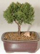 Bonsai Catalog