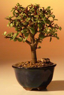 Baby Jade Bonsai Tree - Small (Portulacaria Afra) Image