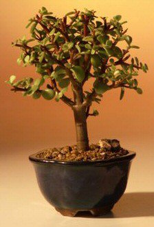 Baby Jade Bonsai Tree - Small  Portulacaria Afra