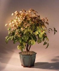 unknown Flowering Heavenly Bamboo Bonsai Tree <br><i>(nandina 'firepower')</i>