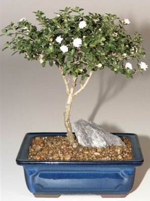 Snow Rose Serissa Bonsai Tree - Medium(serissa foetida) Image