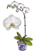 Orchid Select White Phalaenopsis