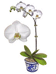 Orchid Select White
                                             Phalaenopsis