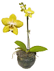 Orchid Select Yellow Phalaenopsis