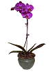 Orchid Select Purple
                           Phalaenopsis