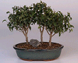 Ficus Too Little
                                    - Forest Group (ficus benjamina 