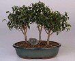 Ficus Too Little - Forest Group (ficus benjamina 