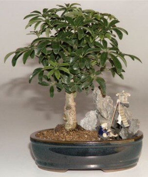 unknown Hawaiian Umbrella Bonsai Tree<br>Stone Landscape Scene<br><i>(Arboricola Schefflera 'Luseanne')</i>