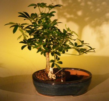 unknown Hawaiian Umbrella Bonsai Tree<br><i></i>Water/Land Container - Medium <br><i>(arboricola schefflera 'luseanne')</i>