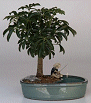 Hawaiian Umbrella
                                    Tree/Water Pot (arboricola schefflera)