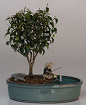 Ficus 