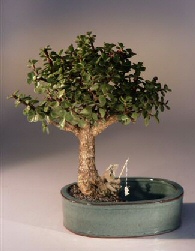 Baby Jade Bonsai Tree Land/Water Pot - Medium (Portulacaria Afra) Image