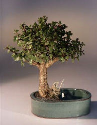 Bonsai on Baby Jade Bonsai Treewater Land Container   Mediumportulacaria Afra