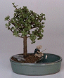 Baby Jade/Water
                                             Pot Portulacaria Afra