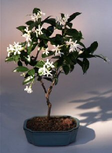 Artificial Bonsai Tree on Flowering White Jasmine Trachelospermum Jasminoides