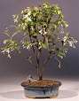 Flowering White Jasmine (trachelospermum jasminoides)