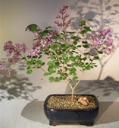 Flowering Dwarf Korean Lilac Bonsai Tree(syringa palabiniana) Image