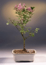 Korean Lilac (syringa palabiniana)