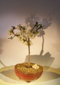 Artificial Bonsai Tree on Japanese Flowering Quince Bonsai Tree Chaenomles  Toyo Nishiki