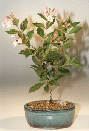 Japanese Flowering
                                             Quince (chaenomles 'toyo-nishiki')