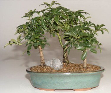 This is the tree that we recommend if you are inexperienced with bonsai or you do not have a green thumb. In our opinion it is one of the easiest bonsai trees to care for and is a very beautiful trouble-free evergreen. If you don't know which tree to purchase as a gift for someone, this is the tree to select. This versatile tree is great for home, office, dorm or anywhere and does well in low to high lighting conditions. We grow three together in a pot to give the appearance of a grove or forest scene.