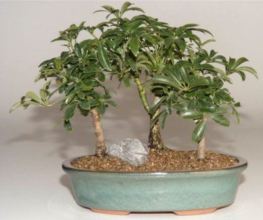 Hawaiian Umbrella Bonsai Tree - 3 Tree Forest Group  (Arboricola Schefflera)