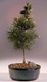 Japanese White Pine Bonsai Tree<br><i>(pinus parviflora 'bergman')</i>