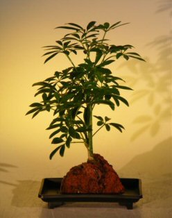 unknown <b><font color = red>FREE SHIPPING ON THIS TREE</font></b><br>Hawaiian Umbrella Bonsai Tree - Small - Gold - In Lava Rock<br><i>(arboricola schefflera 'luseanne' variegata)</i>