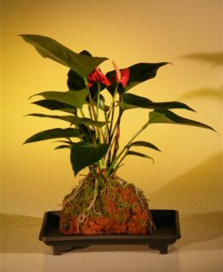 tropical flowers - Anthurium