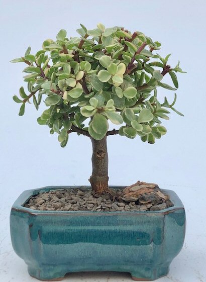 FREE SHIPPING ON THIS TREE Baby Jade  Medium Bonsai Tree - Variegated(portulacaria afra variegata) Image
