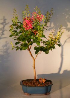 Bonsai Supplies on Myrtle Tonto   Large  Lagerstroemia Indica    Bonsai Trees   Tools