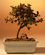 Crape Myrtle - medium (lagerstroemia indica)