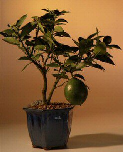 Flowering Lemon Bonsai Tree (meyer lemon) Image