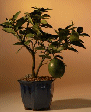 Lemon Tree (meyer lemon)