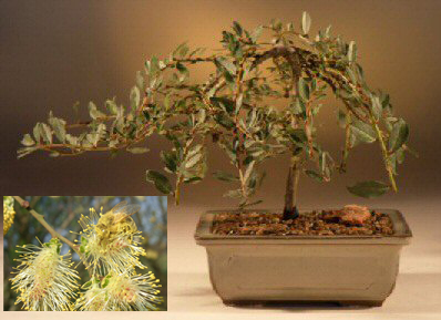 Weeping Willow Bonsai Tree  (salix repens 'boyd's pendula')