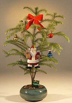 Norfolk Island Pine - With Decorations   (araucaria heterophila)  (Available During Month of December Only)